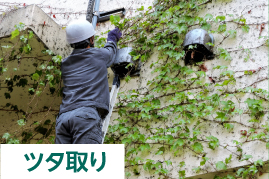 ツタ取り